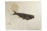 Fossil Fish (Knightia) - Green River Formation #189257-1